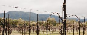 Serres Ranch Vines